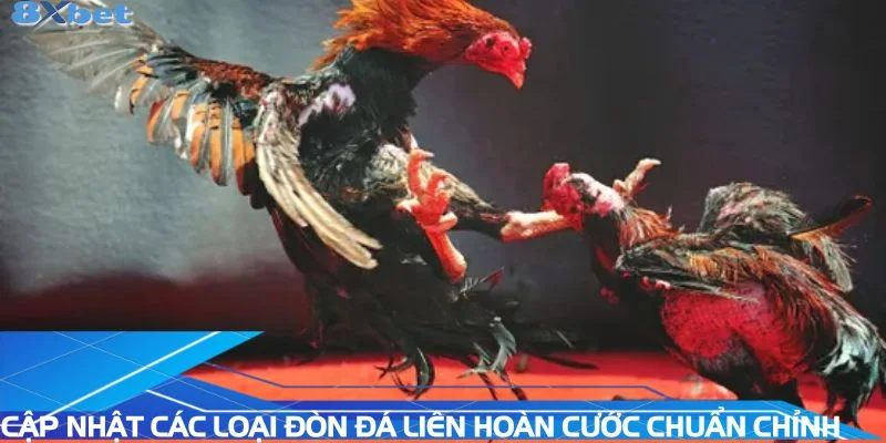 cap-nhat-cac-loai-da-lien-hoan-cuoc-chuan-chinh