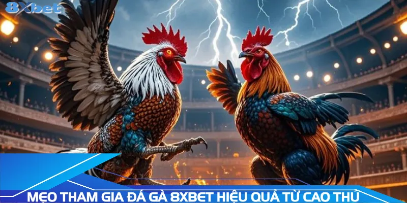 meo-tham-gia-da-ga-8xbet-hieu-qua-tu-cao-thu-lao-luyen